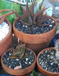 Succulents are most commonly propagated by stem cuttings. Hybridizing Succulents Meant To Be Succulents
