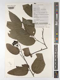 Image result for Tiliacora