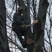 Holyfield tree service 1200 finks hideaway rd. O Brothers Tree Service Llc Bergenfield Nj Us 07621 Houzz