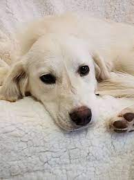 Akc pug puppies so sweet males. Washington Dc Golden Retriever Meet Snow White A Pet For Adoption