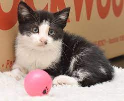 How To Look After A Kitten Kitten Adoption Kitten Cute Cats
