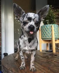 Blue merle chihuahua puppies for sale near me. Beau Boy Blue Merle Chihuahua Blue Merle Chihuahua Merle Chihuahua Cute Chihuahua