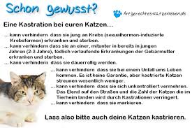 Katzenhaltern ist der unterschied oft nicht klar. Kann Es Sein Das Unser Kleine Trachtig Ist Tiere Katze Katzen