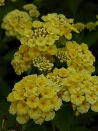 Chapel Hill Yellow Lantana Mounding Soft Yellow Perennials Yellow Lantana Lantana Yellow Perennials