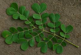 Image result for Albizia antunesiana