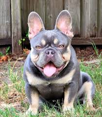 Near orlando florida very sweet blue boy! Orlando French Bulldog Home Facebook