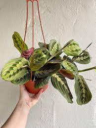 Pin On Houseplants