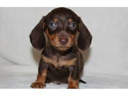 Debbie's dachshund puppies home is the world's #1 resource for mini dachshunds. Gorgeous Miniature Dachshund Puppies Animals Charlotte North Carolina Announcement 99150