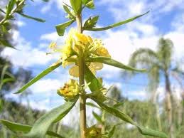 Image result for Heimia