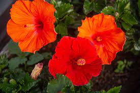 For the modern landscape designer, that translated into the sparing use of plants chosen for their sculptural rather than their decorative effects. 14 Types Of Tropical Flowers