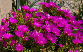Echinopsis in fiore cactus pianta grassa. Piante Grasse Con Fiori Da Appartamento Le Piu Belle E Come Curarle