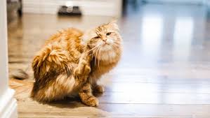 Cats have their own special lice and we have ours. Lice In Cats Symptoms Causes Treatments Cattime