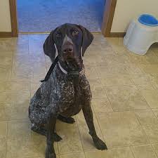 The german wirehaired pointer is a medium to large hunting dog developed in the 19 th century from a mixture of four different griffon and pointer breeds. Minneapolis Mn German Shorthaired Pointer Meet Daisy Gsp A Pet For Adoption