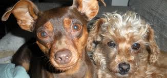 Banfield's state of pet health report gives you our latest information on health issues facing pets today. Belle Plaine Animal Hospital Home