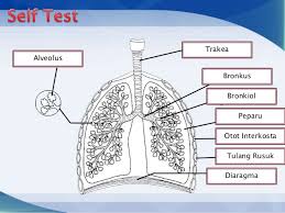 Bab 3 nutrisi online worksheet for tingkatan 2. Sains Tingkatan 3 Sains Bab 1 Mekanisme Pernafasan Manusia