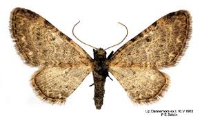 Image result for Eupithecia tripunctaria
