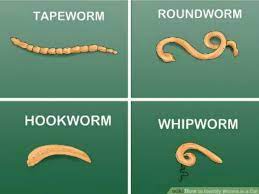Colitis can be acute, beginning suddenly and ending relatively quickly; Intestinal Worms And How To Treat Them Naturally Worms In Dogs Cat Worms Cats