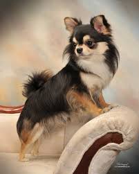 Maybe you would like to learn more about one of these? Home Brislin Chihuahuas