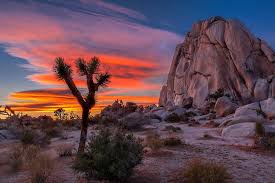 The joshua tree national park poster is an original work by robert decker and features the surreal geologic formations and the iconic joshua tree for which the park is named. Joshua Tree Sunset By Peter Tellone Joshua Tree National Park Joshua Tree Sunset Canvas