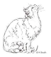 Learn how to draw an easy cat by starting with two circles, one for the head and one to help draw the curves of a nice chubby belly. Your Guide To Drawing And Sketching Cats Cat Sketch Animal Drawings Dog Drawing Tutorial