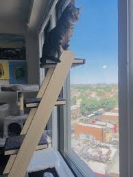 Cat Enrichment Diy 70 Indoor Cat Happiness Ideas In 2020 Indoor Cat Cat Essentials Cat Supplies
