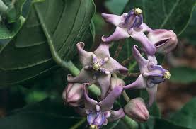 Image result for Calotropis gigantea
