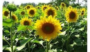 Keuntungan dari menanam sendiri tanaman buah anda dirumah adalah selain anda dapat mencicipi berbagai rasa buah yang manis anda juga dapat menjaga. Menanam Bunga Matahari Menggunakan Biji