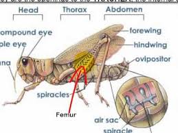 The grasshopper senses touch through organs located in various parts of its body, including antennae and palps on the head, cerci on the abdomen, and receptors on the legs. Grasshopper Dissection Anatomy Grasshopper Animal Classification