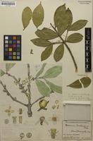 Image result for Garcinia huillensis