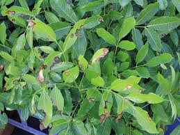 Image result for Khaya grandifoliola