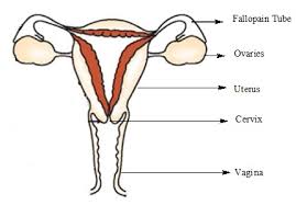 Acquisition and isolation of human female reproductive tract. Cbse Ncert Notes Class 8 Biology Reproduction In Animals