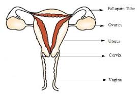 Check spelling or type a new query. Cbse Ncert Notes Class 8 Biology Reproduction In Animals