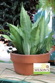 Hollyjazzz362 Plants Snake Plant Garden Snakes