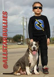 Micro bully for sale in washington, xl american bully puppies for sale. American Bully Puppies For Sale Pearland Tx 260292