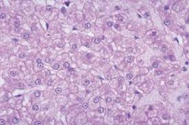 The other challenge is that with microscopes, traditional ways of imaging used points of light millions of times brighter than the sahara on a sunny. Generalized Animal Cell Slide Ward S Science