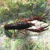 波士顿龙虾 / 加拿大龙虾的学名为美洲螯龙虾（homarus americanus），英文名：american lobster，它们喜欢栖息于浅海的岩礁中或在沙砾质海底生活，主要以贝类、鱼类和其它小型甲壳类生物为食。主要分布在北美洲大西洋沿岸。 加拿大龙虾和波士顿龙虾都是美洲螯龙虾 1