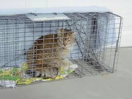 Feral cats are wild animals. The Abc Of Tnr Thecatsite Com Community Cat Traps Feral Cats Cat Problems