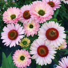 We did not find results for: Deer Resistant Plants Sugar Creek Gardens