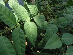 Image result for Brucea