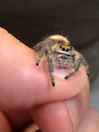 Or at least, some species of spiders that you'd be lucky to ever see in the wild. My Freaking Adorable Jumping Spider Spiders