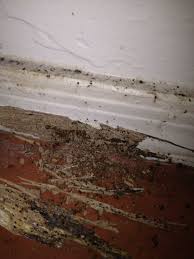 Baseboard With Bed Bugs And Termites Bed Bugs Baseboards Hardwood Floors