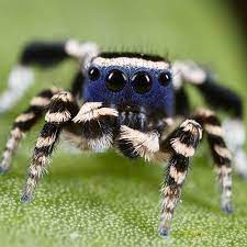 Maybe you would like to learn more about one of these? Cute Spiders On Instagram Blue Peacock Spiders Are My Favourite Special Of Jumping Spiders Photo Belong Jumping Spider Spiders Scary Hunter Spider
