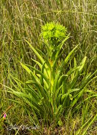 Image result for Crassula vaginata