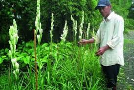 Pohon ini termasuk dalam jajaran pohon langka dan terancam punah. 10 Cara Menanam Dan Merawat Bunga Sedap Malam Ilmubudidaya Com