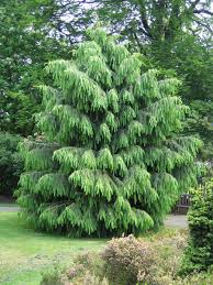 Morinda Spruce Tree Facts Morinda Spruce Family Name Types Of Evergreen Trees Evergreen Garden Conifers Garden