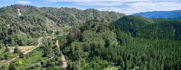 Owners :: Te Whaiti New