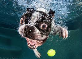 Underwater Photos Of Dogs Fetching Balls Underwater Dogs Dog Swimming Boston Terrier