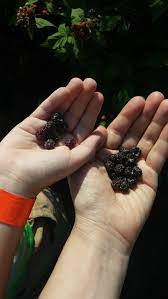 How Long Does Homemade Jam Last Countryside