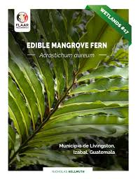 Image result for Acrostichum aureum