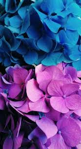 Wallpaper Iphone Purple Flowers Posts 16 Best Ideas Flowers Wallpaper Beautiful Flowers Wallpapers Purple Flowers Wallpaper Blue Flower Wallpaper
